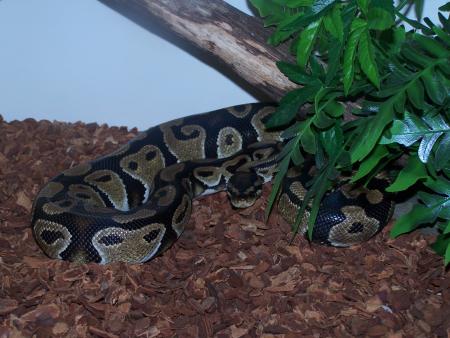                            mon python royal  ...